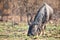 Lone Blue Wildebeest grazing on green sprouts on burnt grass