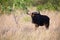 Lone Blue Wildebeest grazing in long brown grass and green schrubs