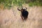 Lone Blue Wildebeest grazing in long brown grass and green schrubs