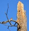 Lone bluebird perched on branch of storm ravaged t