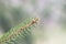 A lone branch from a pine tree