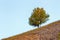 Lone branchy tree on a hillside.