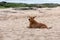 Lone brown dog laying on the beach