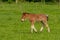Lone brown foal walking in a sunny green meadow, side view