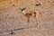 Lone brown gazelle standing in the brown landscape