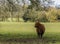 A lone brown Highland cow gazes towards the herd in a field near Market Harborough  UK