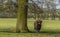 A lone brown Highland cow shelters under a tree in a field near Market Harborough  UK