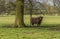 A lone brown Highland cow stares out from under a tree in a field near Market Harborough  UK