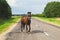 A lone brown horse crossing the road. runaway horse in the countryside