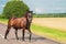 A lone brown horse crossing the road. runaway horse in the countryside