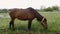 Lone brown horse grazing in the meadow, summer, beautiful nature.