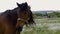 Lone brown horse grazing in the meadow, summer, beautiful nature, close up.