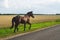 A lone brown horse walks along the road. runaway horse in the countryside