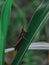 A lone brown locust perched on a leaf
