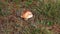 Lone brown mushroom in green grass strewn with red dry pine needles