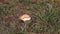 Lone brown mushroom in green grass strewn with red dry pine needles