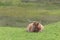 Lone brown orange male highland bull sits down, lying on luscious green grass