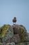 Lone brown sea bird stands on a rocks covered in colourful lichen. Photographed on the North Coast 500 driving route in Scotland