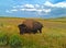 Lone Buffalo