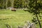 Lone Buffalo Grazing in the Meadow