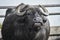 A lone bull buffalo with big curved horns on a farm
