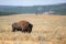 A lone bull buffalo bison walking in an open meadow.