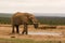 Lone bull elephant drinking at a water hole