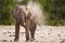 A lone Bull Elephant having a dust bath in South Luangwa Nationa; Park