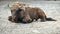 A lone bull is lying on the ground. A close-up animal