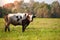 A lone bull in a pasture on the background of the forest.