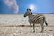 A lone Burchell Zebra standing on the Empty Etosha Pan in Namibia