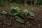 a lone Bush on a path deep in the forest