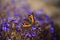 A lone butterfly on a blue flower