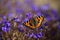 A lone butterfly on a blue flower