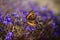 A lone butterfly on a blue flower