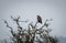 A lone Buzzard perching in a tree