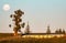 Lone Cabbage Tree with full moon, New Plymouth, New Zealand