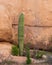 Lone cactus against sandstone boulders near Florence, Arizona