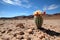 a lone cactus blooming in the desert