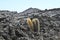 Lone cactus on a lava field