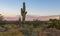 Lone Cactus At Sunrise with wildflowers in Scottsdale , Arizona