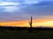 Lone cactus sunset orange Blue