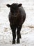 Lone calf stares deeply through the snow storm