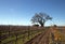 Lone California Oak tree in winter in Central California vineyard near Los Olivos California USA