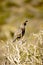 A lone California Quail sits perched on top of some branches in a tree calling loudly for a mate.