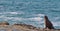 A lone California Sea Lion emerging from the Pacific ocean