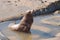 A lone California Sea Lion in a pool of water