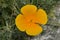 Lone California sunlight poppy orange flower