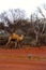 Lone Camel in the Australian desert