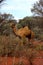 Lone Camel in the Australian desert